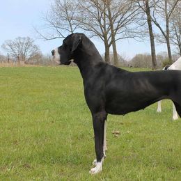 Roper - Great Dane