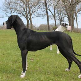 Roper - Great Dane