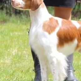 Brittanys from Whispering Hills Gun Dogs