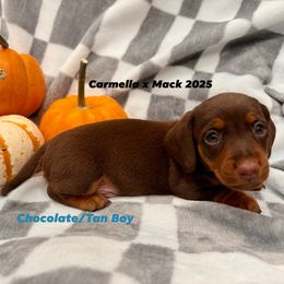 Chocolate and Tan Boy 1 - Chocolate and tan male Dachshund puppy in Aiken, South Carolina from Riverside Dachshunds