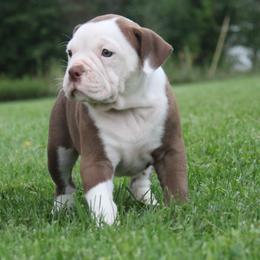 Girl 4 - female Alapaha Blue Blood Bulldog puppy in Grafton, Ohio from Eclipse Alapaha Kennels