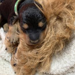 Airedale Terrier Puppies from Mystic’s Airedales