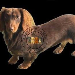 Charlie - Dachshund