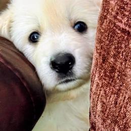 Dolly Madison - White female German Shepherd puppy in Medaryville, Indiana from PatriotPups.org