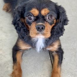 Dolly - Cavalier King Charles Spaniel
