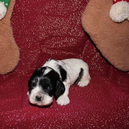 Boq - Black and white male Cocker Spaniel puppy in Hickory, North Carolina from Home Grown Cocker Spaniels