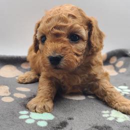Holly - Apricot female Poodle puppy in Kannapolis, North Carolina from Carolina Great Danes & Toy Poodles