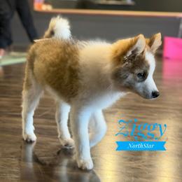 Ziggy - male Nenets Herding Laika puppy in Manns Choice, Pennsylvania from Mystic Winds