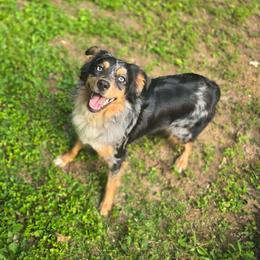Checkers - Blue merle female Miniature Australian Shepherd puppy in Church Hill, Tennessee from Hippie Dog Haven