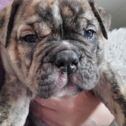 Olde English Bulldogge Puppies from Bobblehead Bulldogges