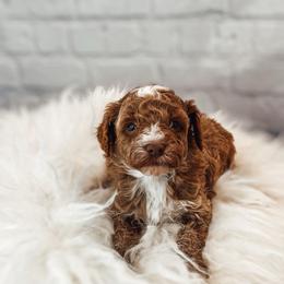 Scuttle - Apricot male Poodle puppy in Portage, Utah from Pugsley Poodles