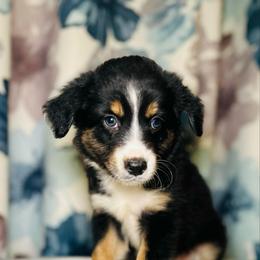 Tucker - Black tri male Miniature Australian Shepherd puppy in Visalia, California from Furrever.Mini.Aussies.llc