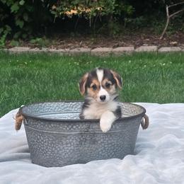 Brown Collar Female - Black and tan female Pembroke Welsh Corgi puppy in Tenino, Washington from LoneStar Corgis NW