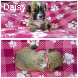 Daisy - Red gold female Lhasa Apso puppy in Cincinnati, Ohio from Shangri-La Lhasa Apsos