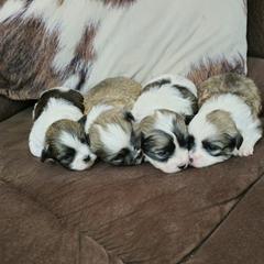 Australian Shepherd, Miniature Australian Shepherd, Shichon, and Yorkshire Terrier Puppies from Robertson's Dream Ranch Aussies & Teddy's