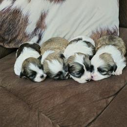 Australian Shepherd, Miniature Australian Shepherd, Shichon, and Yorkshire Terrier Puppies from Robertson's Dream Ranch Aussies & Teddy's