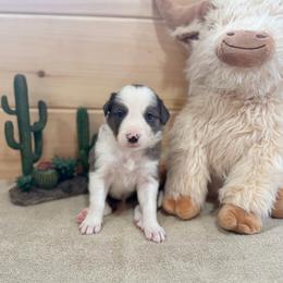 Clyde - Blue merle male Border Collie puppy in Owenton, Kentucky from Three16 Ranch