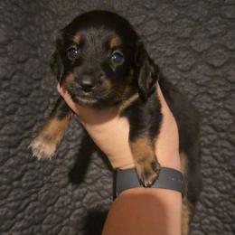 Ruby - Black and tan female Dachshund puppy in Liberty, Mississippi from Liberty Oaks Aussies and Dachshunds