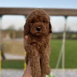 Goldendoodle and Maltipoo Puppies from Prairie Paws