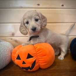 Pearl - Cream female Dachshund puppy in Decatur Iowa, Iowa from Anastasia Knight's Cocker Spaniels
