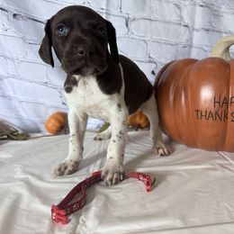 Red - Liver and white female German Shorthaired Pointer puppy in Newton Grove, North Carolina from Wayalife Labradors & Gsp’s