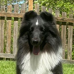 Shetland Sheepdogs from Kinetic Shetland Sheepdogs
