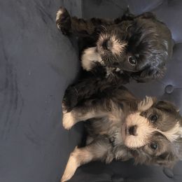 Aussiedoodle and Miniature Australian Shepherd Puppies from Biggie Ranch