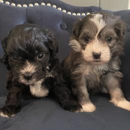 Aussiedoodle and Miniature Australian Shepherd Puppies from Biggie Ranch