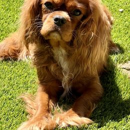 Cavalier King Charles Spaniel All Grown Up from Kristin's Cavaliers