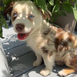 Boy 1 - Red merle male Miniature Australian Shepherd puppy in Southport, North Carolina from Small Mini/Toy Aussies