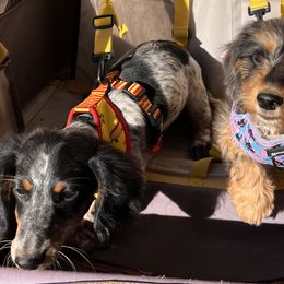 Dachshunds from For His Kingdom Kennels