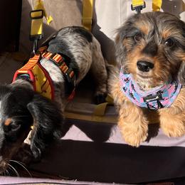 Dachshunds from For His Kingdom Kennels