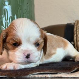 Rocco - Blenheim male Cavalier King Charles Spaniel puppy in Kidder, South Dakota from Continental Cavaliers