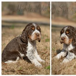 Jasmine - Tri-Roan female English Springer Spaniel puppy in Westminster, South Carolina from Hidden Valley Springers