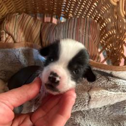 Boy 1 - White and black male Chinese Crested puppy in Rockvale, Tennessee from Cosmic Chinese Cresteds & Wind-Echo Poodles