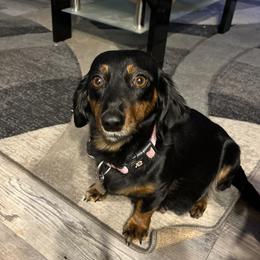 Shaylow - Dachshund