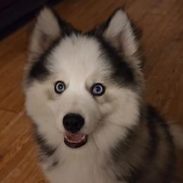Pomsky and Siberian Husky Puppies from Whitmore Wolfpack LLC