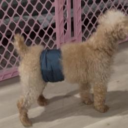Grizzy - Apricot male Poodle puppy in Mineral Wells, Texas from S.H.A.R.P.’s Toy Poodles