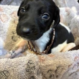 Brown boy - Black and white male German Shorthaired Pointer puppy in Morley, Michigan from Winsome Farm