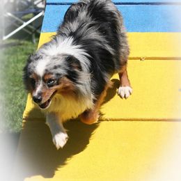 Brody - Miniature American Shepherd