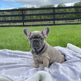 French Bulldog Puppies from Sweet P Frenchies