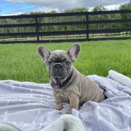 French Bulldog Puppies from Sweet P Frenchies