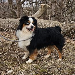 Helix - Miniature Australian Shepherd