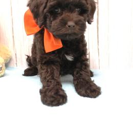 Orange collar Zulu - Caramel male Australian Labradoodle puppy in Provo, Utah from EllsWORTH Labradoodles LLC