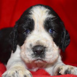 Kristoff - Black and white male English Springer Spaniel puppy in Chapmansboro, Tennessee from Balthrop Bend Farms