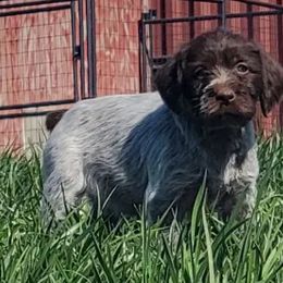 Wirehaired Pointing Griffons from Townsend puppies