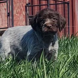 Wirehaired Pointing Griffons from Townsend puppies
