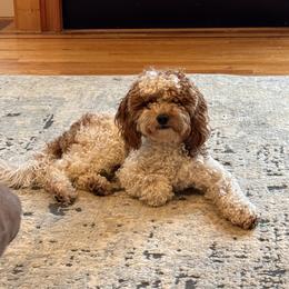 Knox - Goldendoodle