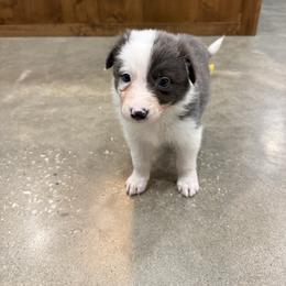 Lincoln - White and blue male Border Collie puppy in Washburn, Missouri from BS Farms