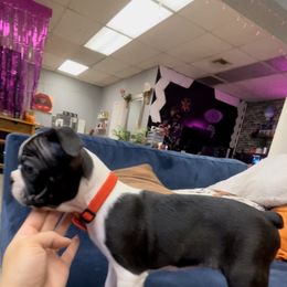 Boston Terrier Puppies from Belen's Boston Terriers